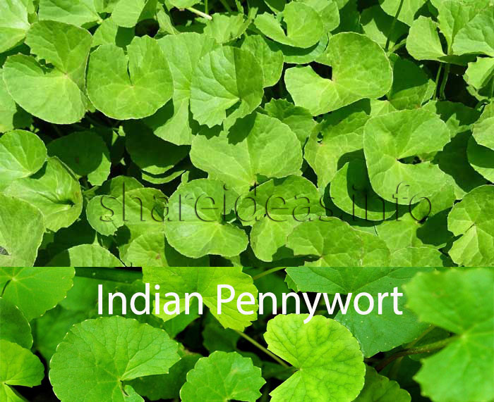 Benefits of Indian Pennywort for keeping good health