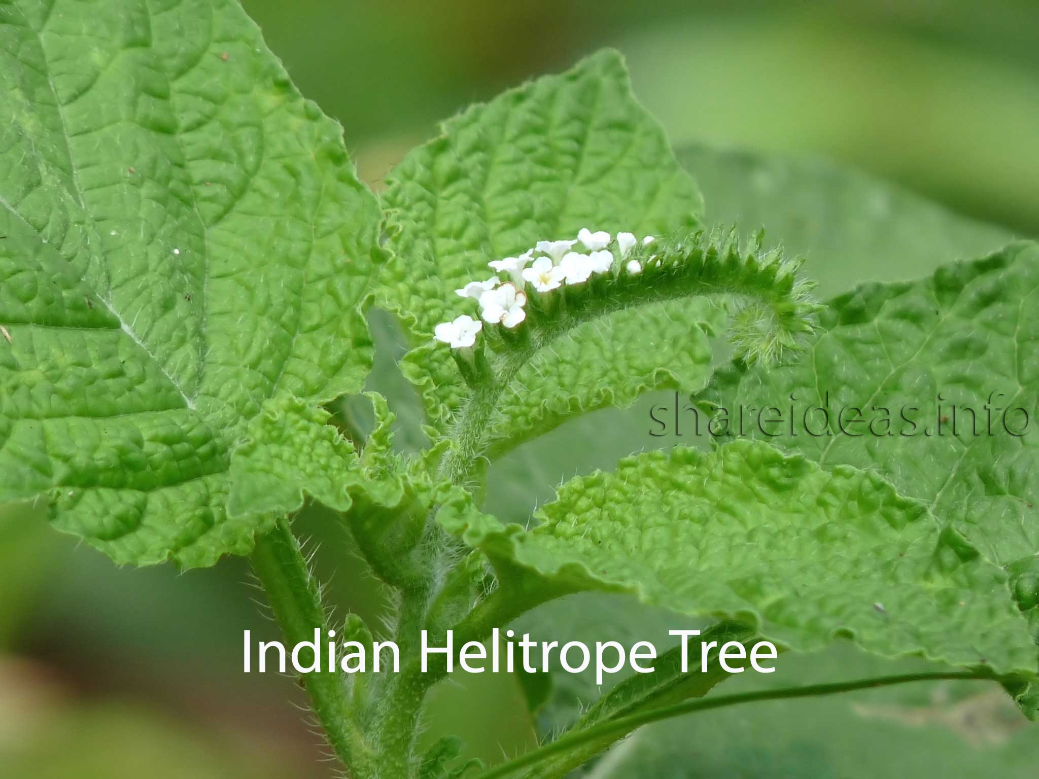 The benefits of Indian heliotrope root