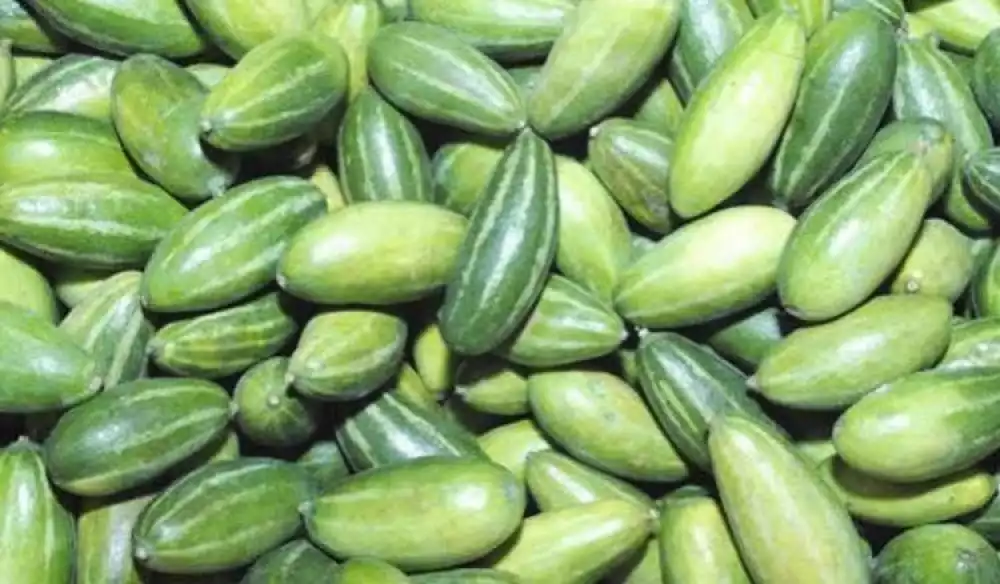 Top 08 health benefits of pointed gourd/parwal