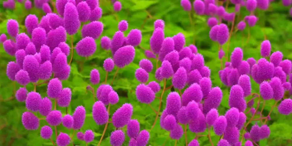 Medicinal uses and benefits of mimosa pudica